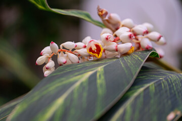 Close-up of blooming Alpinia zerumbet (shell ginger) with striped tropical leaves. Exotic flower with white and pink buds and yellow center. Macro, natural light.
