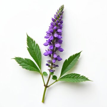 Illustration of a sprig with vibrant purple flowers and fresh green leaves on clean white background. Botanical art is ideal for design, decoration. Purple flowers on green stem.