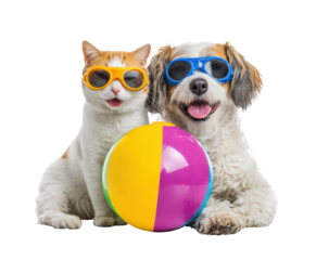 Playful pets enjoying summer with sunglasses and a beach ball