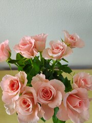 Pink rose inside a jar. Beautiful roses, isolated on white. 