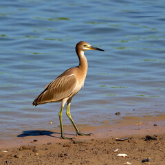Vertical shot of a Javan pond heron (Ardeola speciosa) staning in sand on a shore of a water area