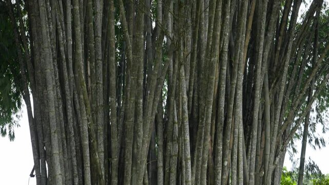 Massive Dendrocalamus Asper bamboo clump rising in dense Ecuadorian tropical forest, showcasing verdant green stems and lush botanical landscape
