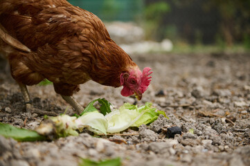 Brown Chicken Eating Fresh Lettuce in an Outdoor Rustic Environment