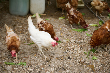 Group of Chickens Feeding Outdoors in a Free-Range Farm Environment