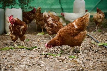 Group of Free-Range Chickens Feeding Outdoors on a Farm