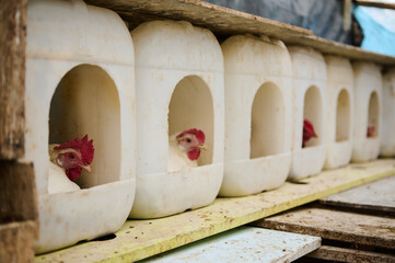 Chickens Resting Inside Reused Plastic Nesting Boxes on a Farm Setup