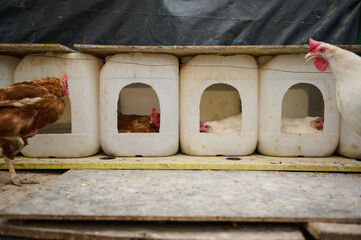 Chickens in Nesting Boxes Inside a Rural Farm Setting