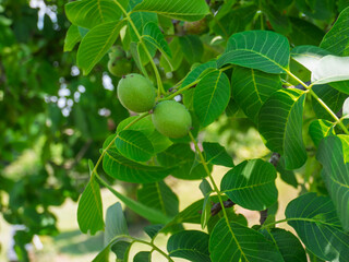 Walnuts Growing on a Green Tree Branch Amidst Lush Leaves