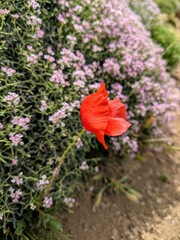 red poppy flower