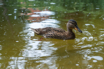 Duckling swims in the rain