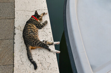 High-angle view of a tabby cat sleeping on the waterfront of a water canal, next to a moored boat, on a hot summer day, Burano, Venice, Veneto, Italy