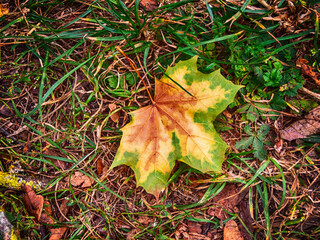 Multicolored fallen leaf