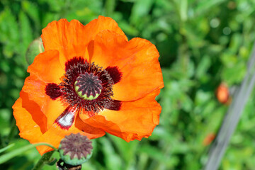 red poppy flower