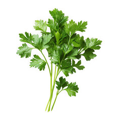Fresh green parsley sprigs isolated on a transparent background