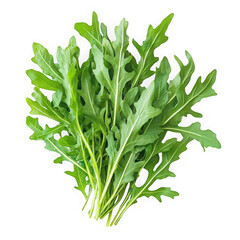 Fresh bunch of green arugula leaves isolated on a transparent background