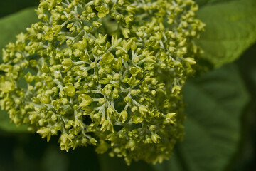 The inflorescences of hydrangea (lat. Hydrangea) are blooming. Hydrangea blooms in the garden.