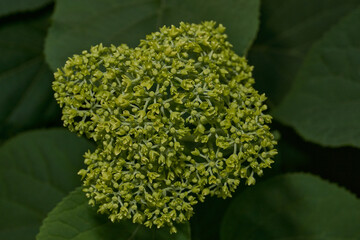 The inflorescences of hydrangea (lat. Hydrangea) are blooming. Hydrangea blooms in the garden.