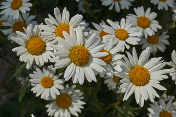 Obraz premium Leucanthemum blooms on the lawn in the garden. Leucanthemum (lat. Leucanthemum) is a genus of annual or perennial herbaceous plants of the Asteraceae family (Asteraceae).