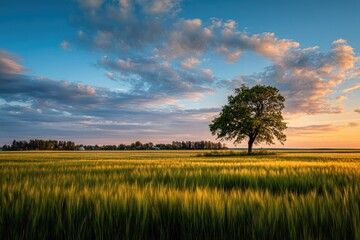 Solitary tree stands in a vast golden wheat field under a vibrant sunset sky, cloudscape painted with warm and cool hues