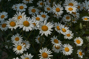 Obraz premium Leucanthemum blooms on the lawn in the garden. Leucanthemum (lat. Leucanthemum) is a genus of annual or perennial herbaceous plants of the Asteraceae family (Asteraceae).