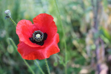 Poppy flower