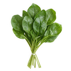 Fototapeta premium Fresh bunch of green spinach leaves isolated on a transparent background