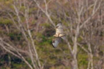 冬枯れの森をバックに獲物を探して旋回するノスリ