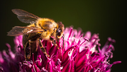 A Honeybee Engaging in Pollination Activities on a Beautiful, Vibrant Purple Flower
