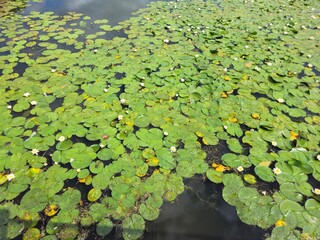 Exquisite water lilies in Madison Wisconsin. A calm water lotus plant with beautiful white flowers. Colourful  waterlily in the Botanic Garden Dublin. White water lily(nymphaea).