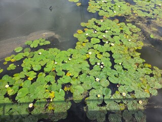 Exquisite water lilies in Madison Wisconsin. A calm water lotus plant with beautiful white flowers. Colourful  waterlily in the Botanic Garden Dublin. White water lily(nymphaea).