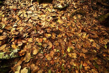 Folhas em decomposição no solo da Mata Atlântica Brasileira. 