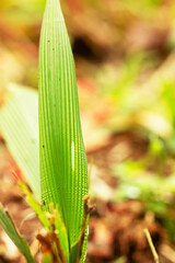 Folhas de plantas nativa da Mata Atl&acirc;ntica Brasileira. 