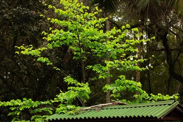 Fototapeta premium Folhas de plantas nativa da Mata Atlântica Brasileira. 