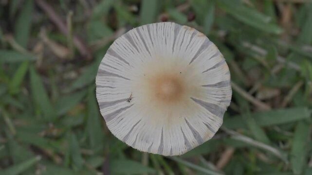 Tokyo, Japan - June 14, 2025: Closeup of a cap of Parasola plicatilis or pleated inkcap on lawn

