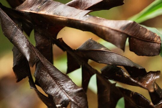 Folhas secas de plantas nativas da Mata Atl&acirc;ntica Brasileira. 