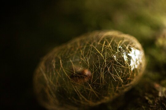 Casulo de inseto  nativo da Mata Atl&acirc;ntica Brasileira. 