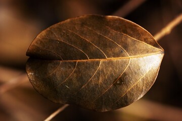 Plantas e folhas pertencente a flora da Mata Atlântica Brasileira.  © Luiz Leite