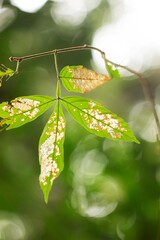 Folha com parte verde e parte transparente. 