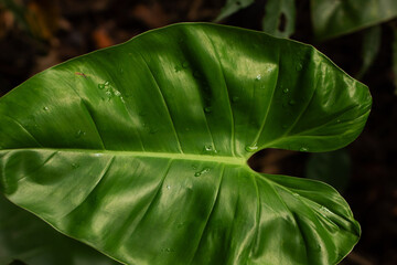 Folha de planta nativa da Mata Atlântica com superfície lisa e molhada pela água da chuva.  © Luiz Leite
