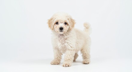 Obraz premium Cute Poodle. Standing Puppy Looking at Camera on White Background