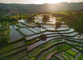 Breathtaking aerial view showcases Bali's lush green rice terraces reflecting golden sunset hues.