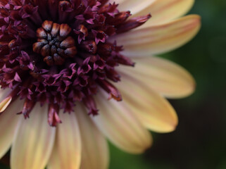 5月に美しく咲いた黄色いオステオスペルマム「バナナシェイク」