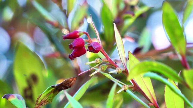 Vaccinium varingifolium (Cantigi ungu, cantigi gunung, manisreja, delima montak). This plant is still related to bilberry, huckelberry, blueberry, cranberry