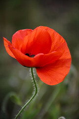 red poppy in the field