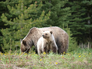 Fototapeta premium Grizzly bear cub, Grizzly bear on a mountain meadows, young bear, GRIZZLY BEAR