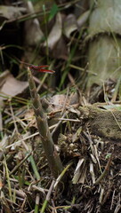 dragonfly on bamboo shoot