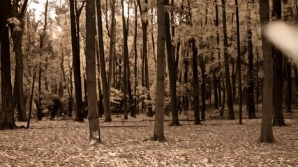Close-up sepia tone image of numerous textured leaves with veins in forest setting casting shadows and creating depth and detailed focus.