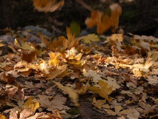 Falling leaves in motion