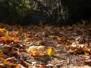 Ground level view of fall leaves and light