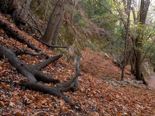 Gnarled tree roots sprawl across a hillside blanketed in dry autumn leaves, with forest trees rising among the quiet natural decay.